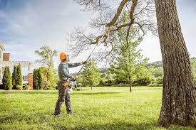 How Our Tree Care Process Works  in  Caldwell, OH