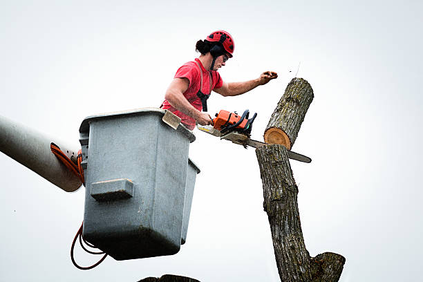  Caldwell, OH Tree Care Pros