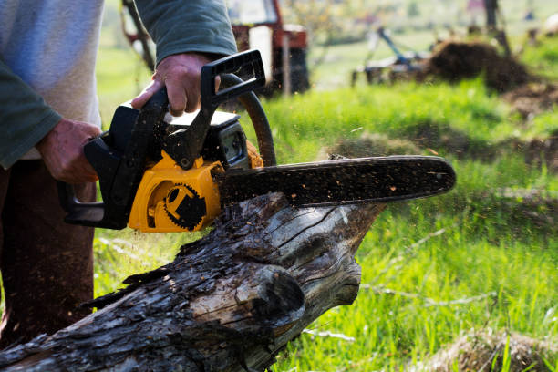 Lawn Pest Prevention in Caldwell, OH