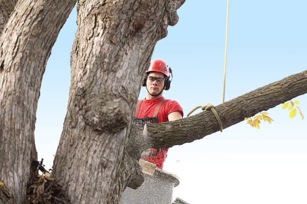 Trusted Caldwell, OH Tree Care Experts